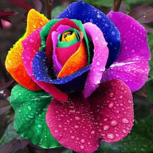 (Mix minimum order $5) 100 pcs Seeds Rare Holland Rainbow Rose,Flower Home