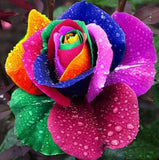 (Mix minimum order $5) 100 pcs Seeds Rare Holland Rainbow Rose,Flower Home