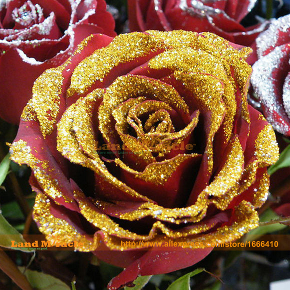 Rare Flower Seeds Heirloom Gold Red Rose Seeds, 20 Seeds, Fragrant garden f
