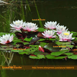 Europe Nymphaea Herbs Water lily Seeds, 1 Seeds/pack, Bonsai White Lotus Fl