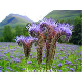 Lowest Price! 100 Pcs/Bag Tall Fernleaf Fiddleneck Seeds   Heirloom rare  f