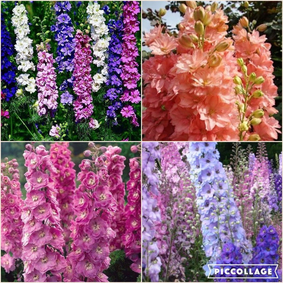 DELPHINIUM SEEDS A variety of colors  FLOWER SEEDS  GIANT   Delphinium Cult