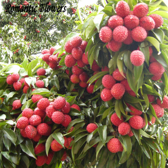 Fresh Lychee Lychy Litchi Seeds, Leechee Fruit Tree Seeds, Free Shipping  5