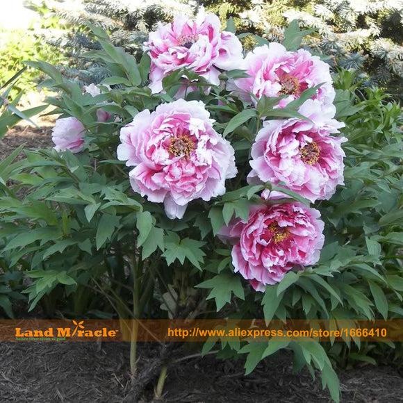 Heirloom 'Sarah Bernhardt' Peony Flower Seeds, 5 Seeds/Pack, Outdoor Shrub