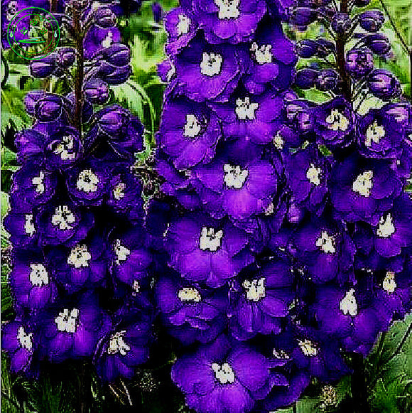 Delphinium Seeds, Astolat, Family garden Heirloom Flower Seeds, Tall  Flowe