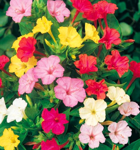 Flower seeds Multicolored Jasmine Flower Seed Four O'clock Mirabilis Jalapa