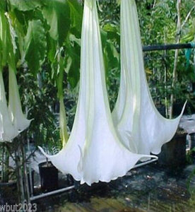 flower seeds Bonsai flower Brugmansia Datura seeds Rare flower seeds Potted