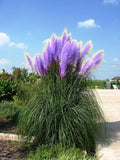 New Rare Impressive Purple Pampas Grass Seeds Ornamental Plant Flowers Cort