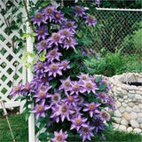 Easy planting balcony patio potted Flower seeds,clematis flowers,Clematis H