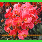 Rare Japan Crimson Red Orchid Flower Seeds, 30 Seeds/Pack, bonsai garden fl