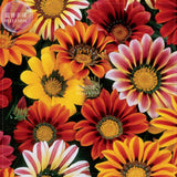 BELLFARM Gazania Mixed 9 Types of Treasure Flower Seeds, 30 seeds, professi