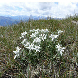 Imported seed,20seeds/lot Edelweiss (Leontopodium alpinum)seed flower seed