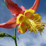 Flower seed Potted plant seeds Family garden bonsai Wild CANADIAN COLUMBINE