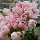 LAND MIRACLE Geranium Peach Pink Ball Flower Seeds, 5 Seeds, Bonsai Pelargo