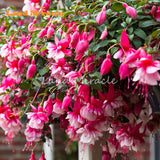 LAND MIRACLE 100% Genuine Fuchsia Seeds, 100 Seeds, Hanging Garden Ornament