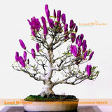 Mini Mouse Purple Yulan Magnolia Flower Seeds, 15 Seeds/Pack, Bonsai Magnol