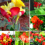 Loss Promotion! 100 PCS Flower seeds Canna Lily Seeds  Bonsai Plants for Ga