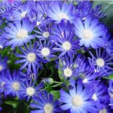 Free Shipping 50 Blue Daisy,Blue Cineraria easiest growing flower,hardy pla