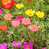 Big Sale!200 Seed/pack Mix Sun Flower Plant Seed Flower Balcony Garden Pott