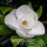 Lowest Price! 10 Seeds/Bag Magnolia Seeds Bonsai Flower Seeds Potted Plants