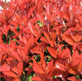 New Home Garden Plant  Photinia Fraseri Frasery Serrulata Red Robin Tipluoh