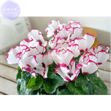 BELLFARM Cyclamen Perennial Flower Seeds, 3 seeds, professional pack, mixed