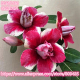 New arrive professional package 5 PCS "Red Rose" Adenium Obesum seeds quali