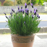 Lavender Potted Plant Seeds 100pcs Flower Seeds-in Bonsai from Home & Garde