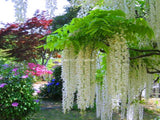 Wisteria Seeds 10seeds/pack,rare bonsai wisteria tree seeds Indoor ornament