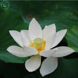 Flower seeds bonsai White Water lilies  lotus seeds /ponds Plants garden Po