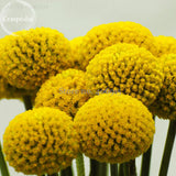 Rare Beautiful Golden Yellow Craspedia Flowers, 10 Seeds, Light fragrant ga