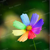 Hot Sale 200pcs/bag Rainbow chrysanthemum seeds Rare beautiful flower seeds