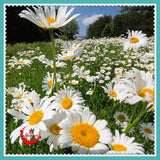 1 Package 400 Shasta Daisy Seeds Lower Seed Bonsai Plant Home Garden-in B