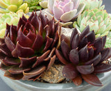 Rare Succulent plants seeds 10pcs ECHEVERIA affinis black seeds quality flo