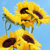 1 Pack 20 Seeds Rare Flower Seeds Japan Sunflower Helianthus Annuus Flower