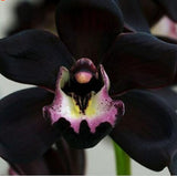 flower seed Black Cymbidium Seed Plants Black Orchid Flower Seeds Bonsai 30