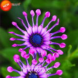 Loss Promotion!5 Color Available Osteospermum Seeds Potted Flowering Plants