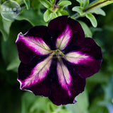 BELLFARM Petunia Heirloom SeedsHarvest by ourselves, 200 seeds, bonsai gard