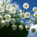 Lily of the Valley flower seeds, bell orchid seeds, rich aroma, bonsai flow