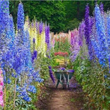 Flower seeds Delphinium Mix   Delphinium Cultorum Family garden Potted plan