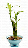 mixed 30 pieces/lot  Lucky bamboo seeds,potted balcony, outdoor indoor plan