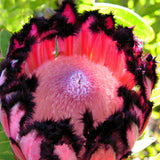 Pink Protea neriifolia seeds, rare flower seeds, garden plant   50 pcs / lo