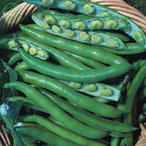 Climbing flowers white sauteed green beans seed pods balcony potted vegetab