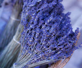 Heirloom 50 Provence Lavender Lavandula Garden Common Lavendar Blue Purple