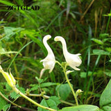 ZGTGLAD 100pcs/lot Rare Swan Flowers Seeds Characteristics Flower seeds Whi