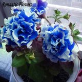 Free Shipping 50 Particle/Bag  Petunia Petals Blue With White Side Garden H