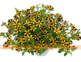 New Arrival! Yellow With Black Petunia Hybrida Seeds, 50 Seeds/Pack, Garden