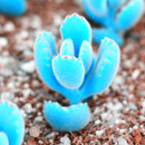 Hot sale!Promotion 200pcs/bag rare mini blue lithops seeds succulent seeds