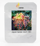 Japan Spider Chrysanthemums Flowers Seeds, Professional Pack, 100 Seeds / P