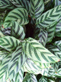 New Arrival Sale 100 Pcs / Bag Calathea Seeds Potted Bonsai Flower Seeds In